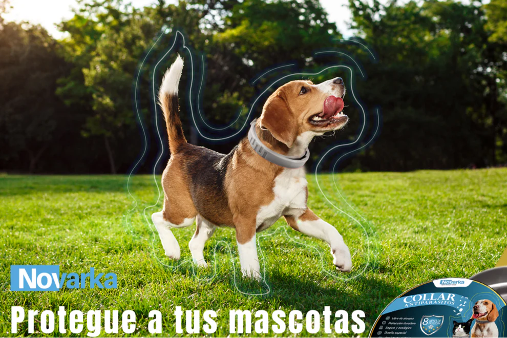 Collar Repelente Natural ✨ Anti Pulgas, Garrapatas y Mosquitos| Cuida la SALUD de Tu Mascota